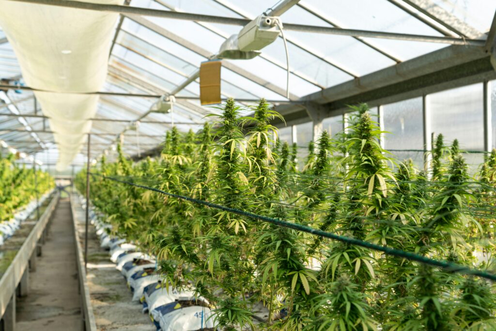Outdoor Grow HR